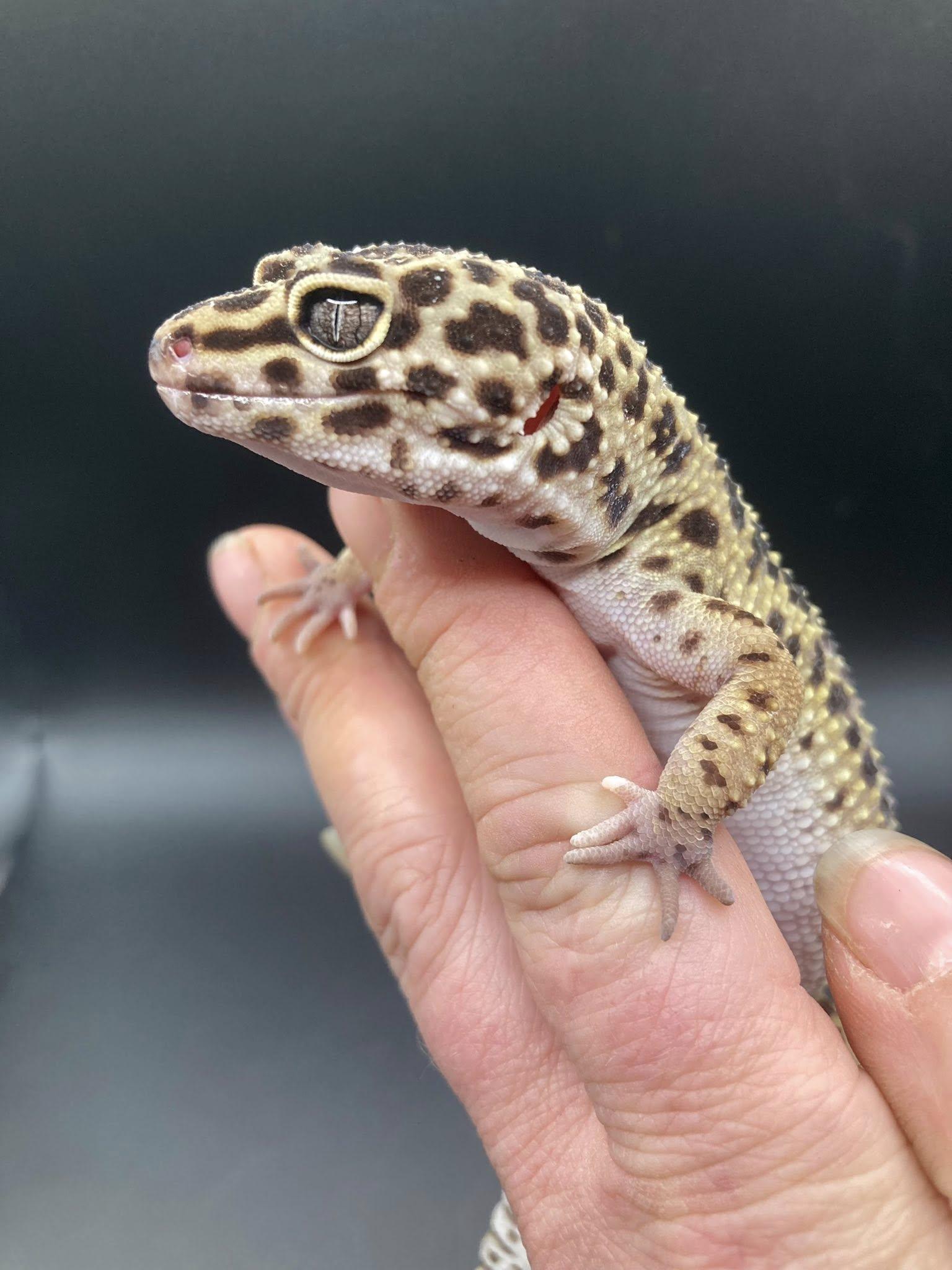 Enlarge Orzo, a ADOPTABLE Gecko in Palmerton, PA image 1/4