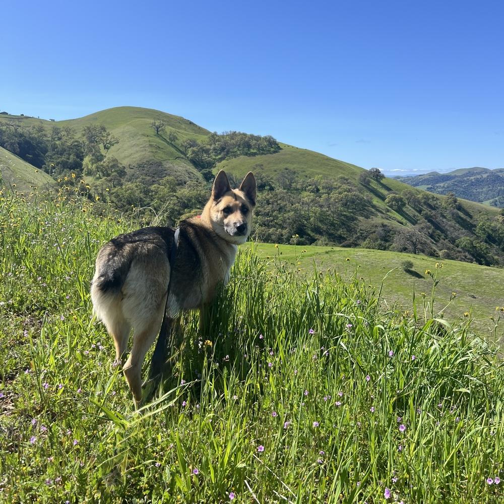 Enlarge Mama Willow, a Adopted mixed breed in Pleasant Hill, CA image 3/4