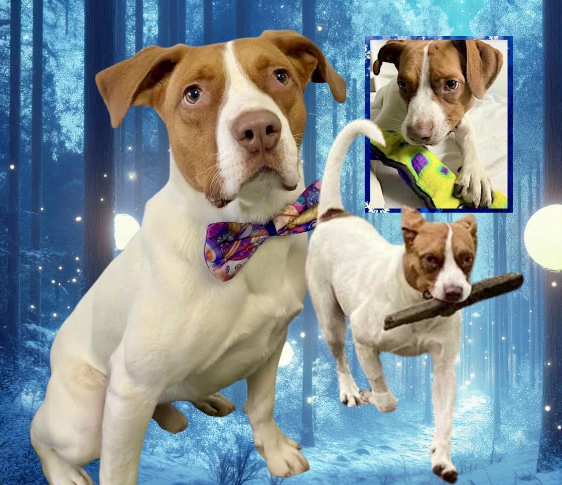 Enlarge Maximillian, a Adoptable Mixed Breed in Westfield, NY image 4/6