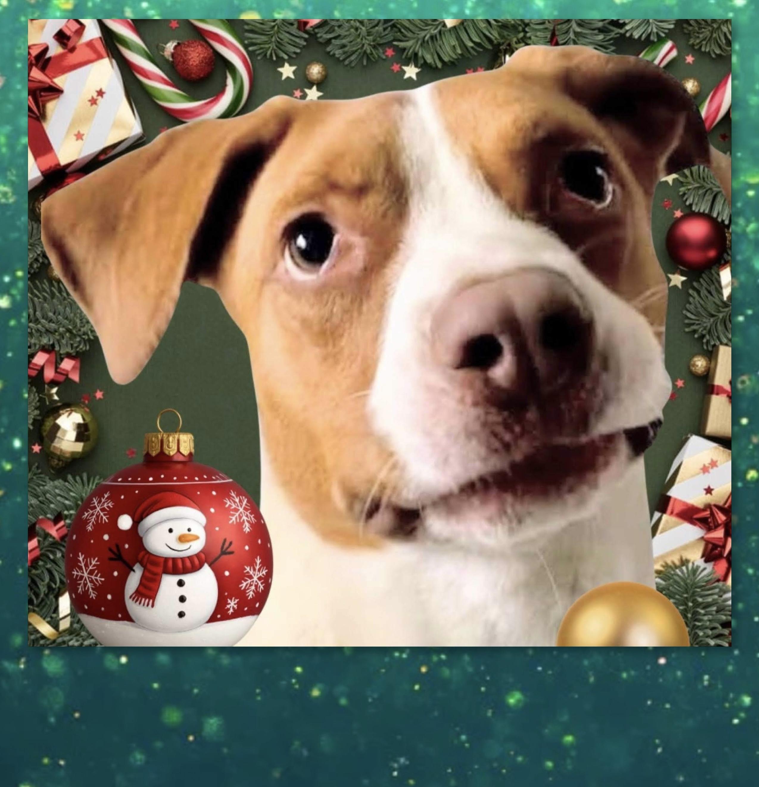 Maximillian, Adoptable, Young Male Mixed Breed.