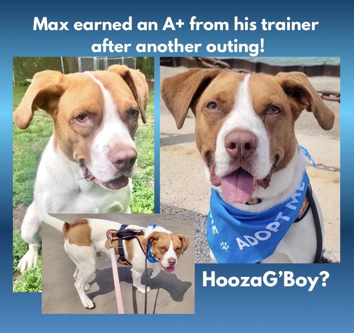 Enlarge Maximillian, a Adoptable Mixed Breed in Westfield, NY image 3/6