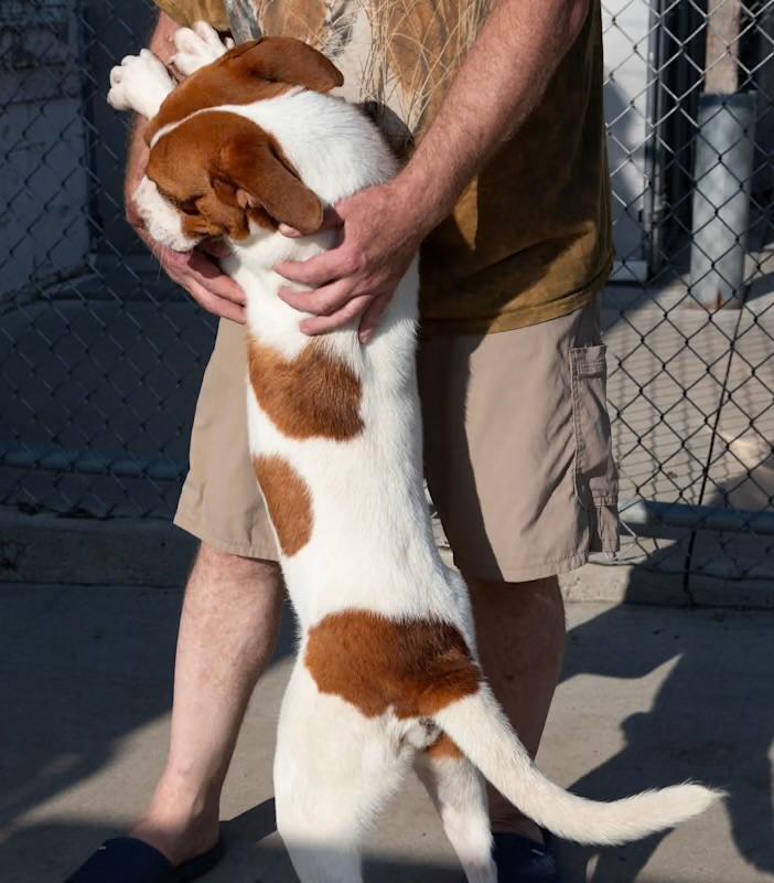 Enlarge Maximillian, a Adoptable Mixed Breed in Westfield, NY image 2/4
