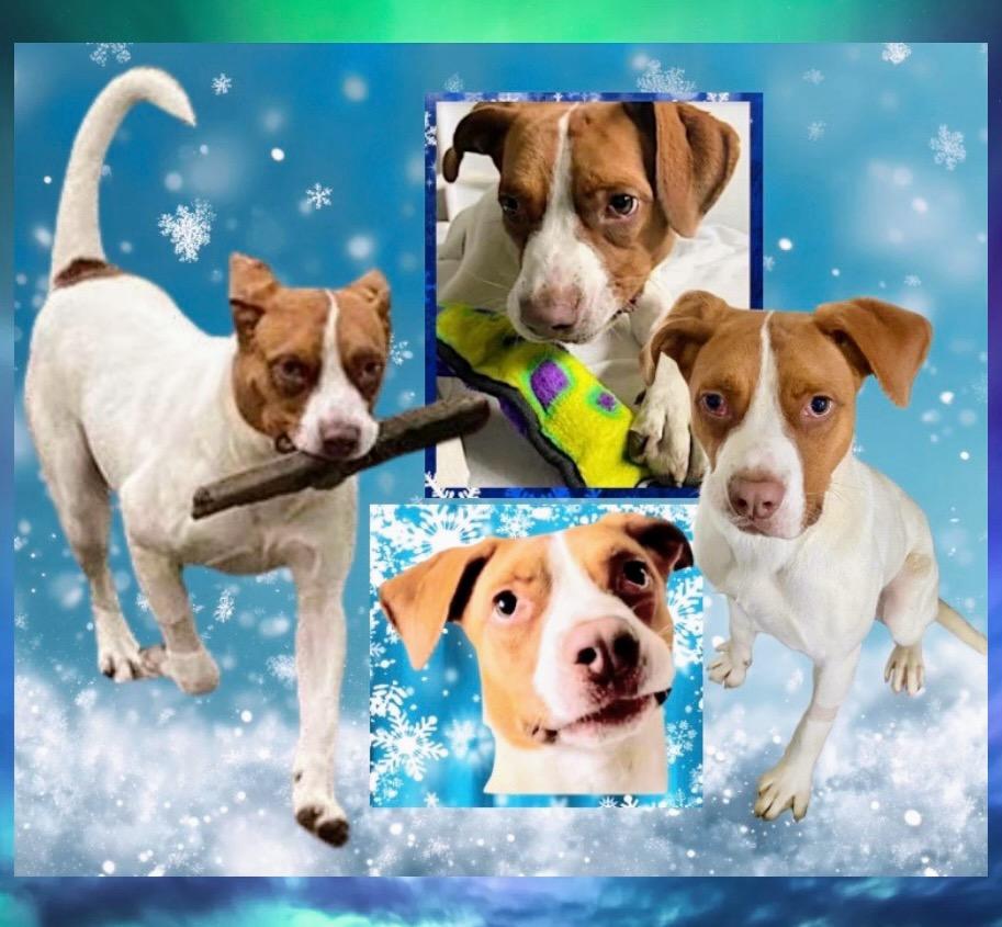 Maximillian, Adoptable, Young Male Mixed Breed.