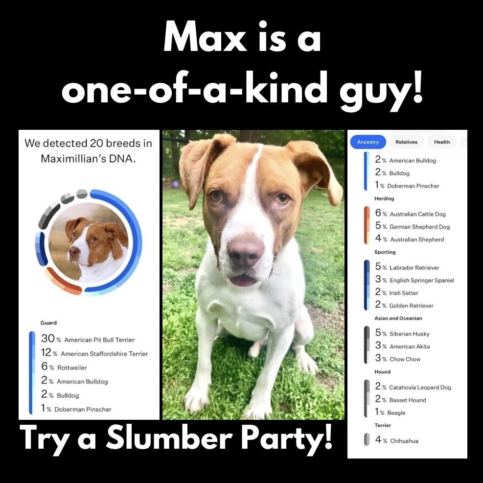 Enlarge Maximillian, a Adoptable Mixed Breed in Westfield, NY image 3/6