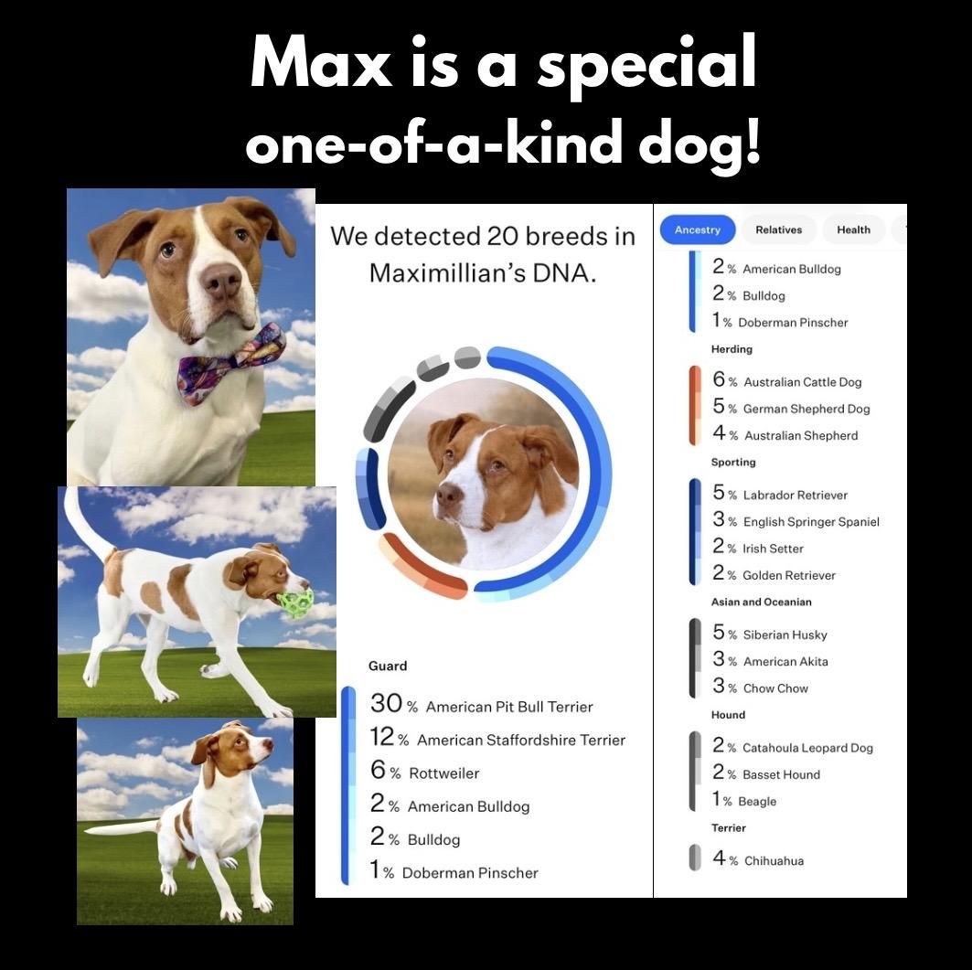 Maximillian, a Adoptable Mixed Breed in Westfield, NY image 2/6