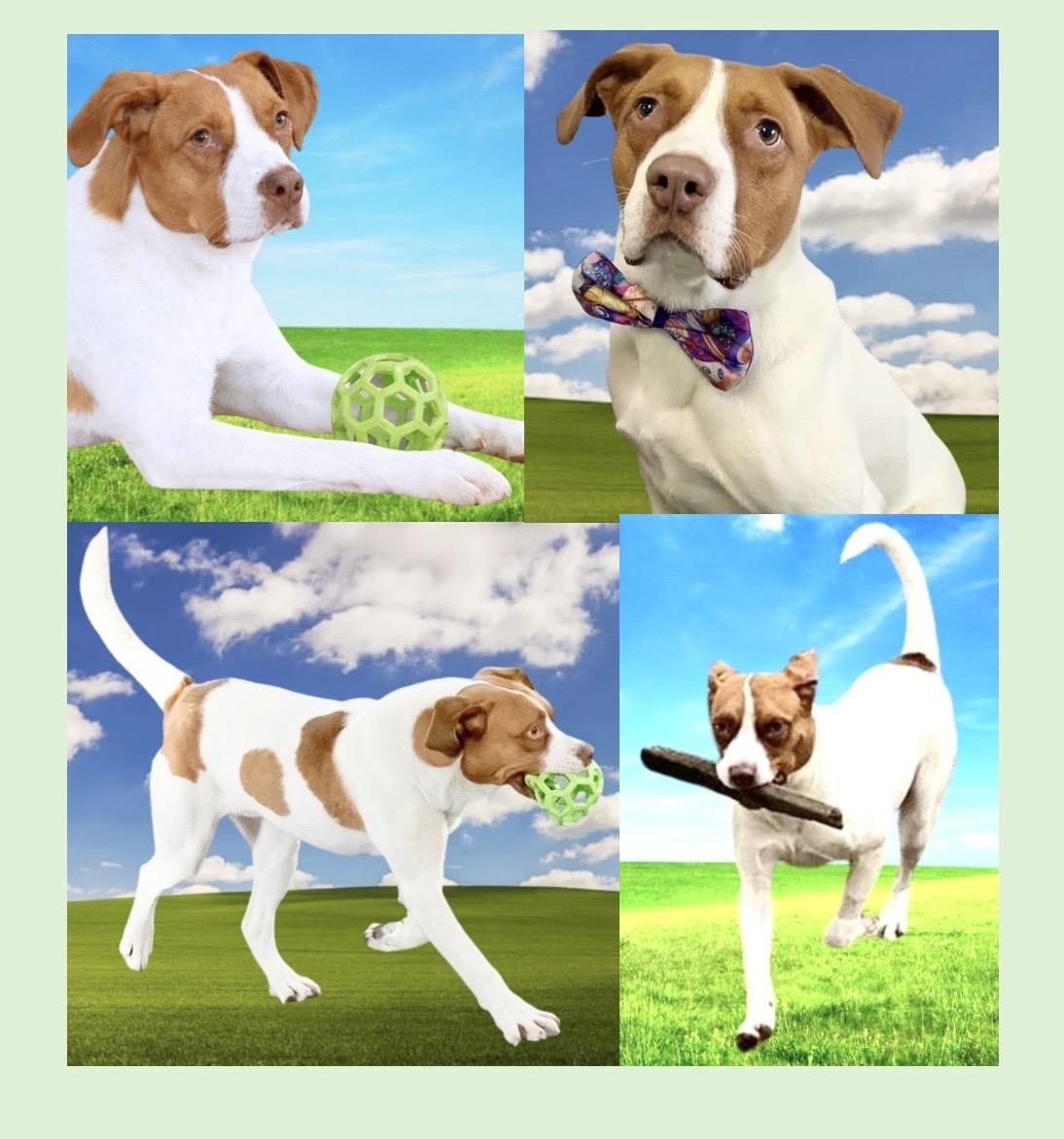 Maximillian, Adoptable, Young Male Mixed Breed.