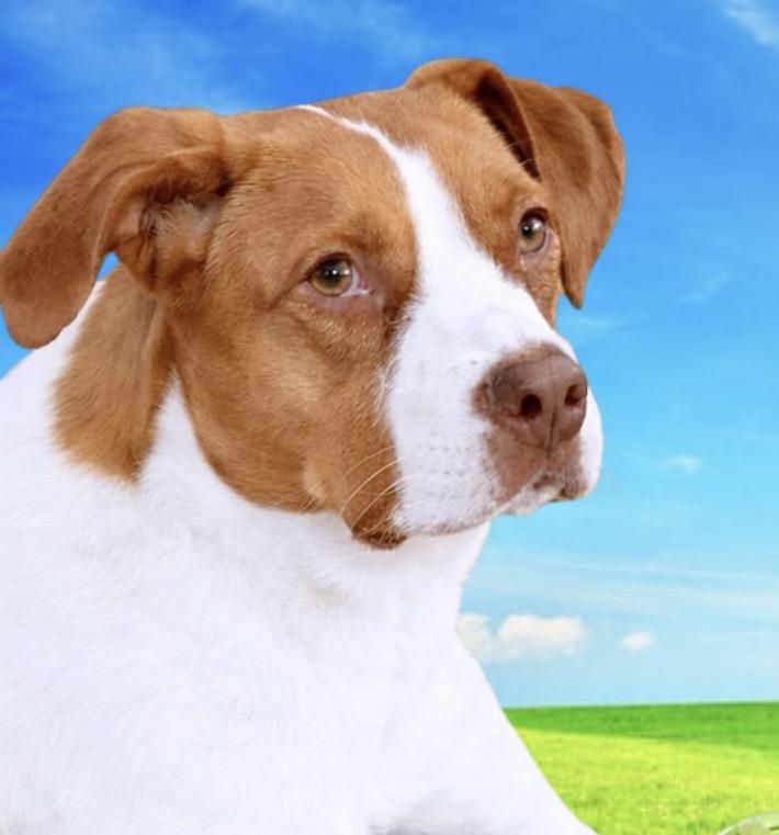 Enlarge Maximillian, a Adoptable Mixed Breed in Westfield, NY image 2/6