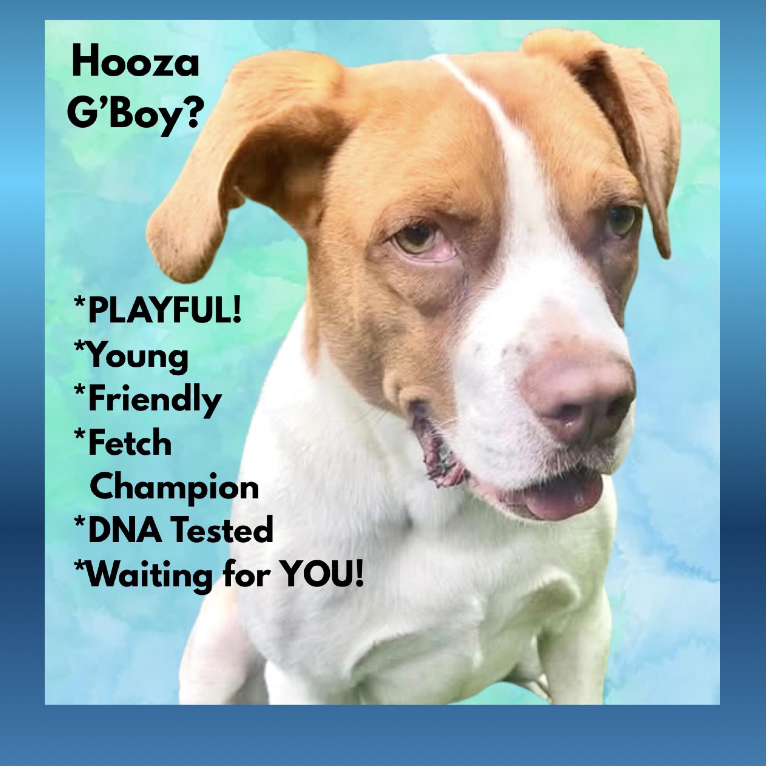 Maximillian, Adoptable, Young Male Mixed Breed.