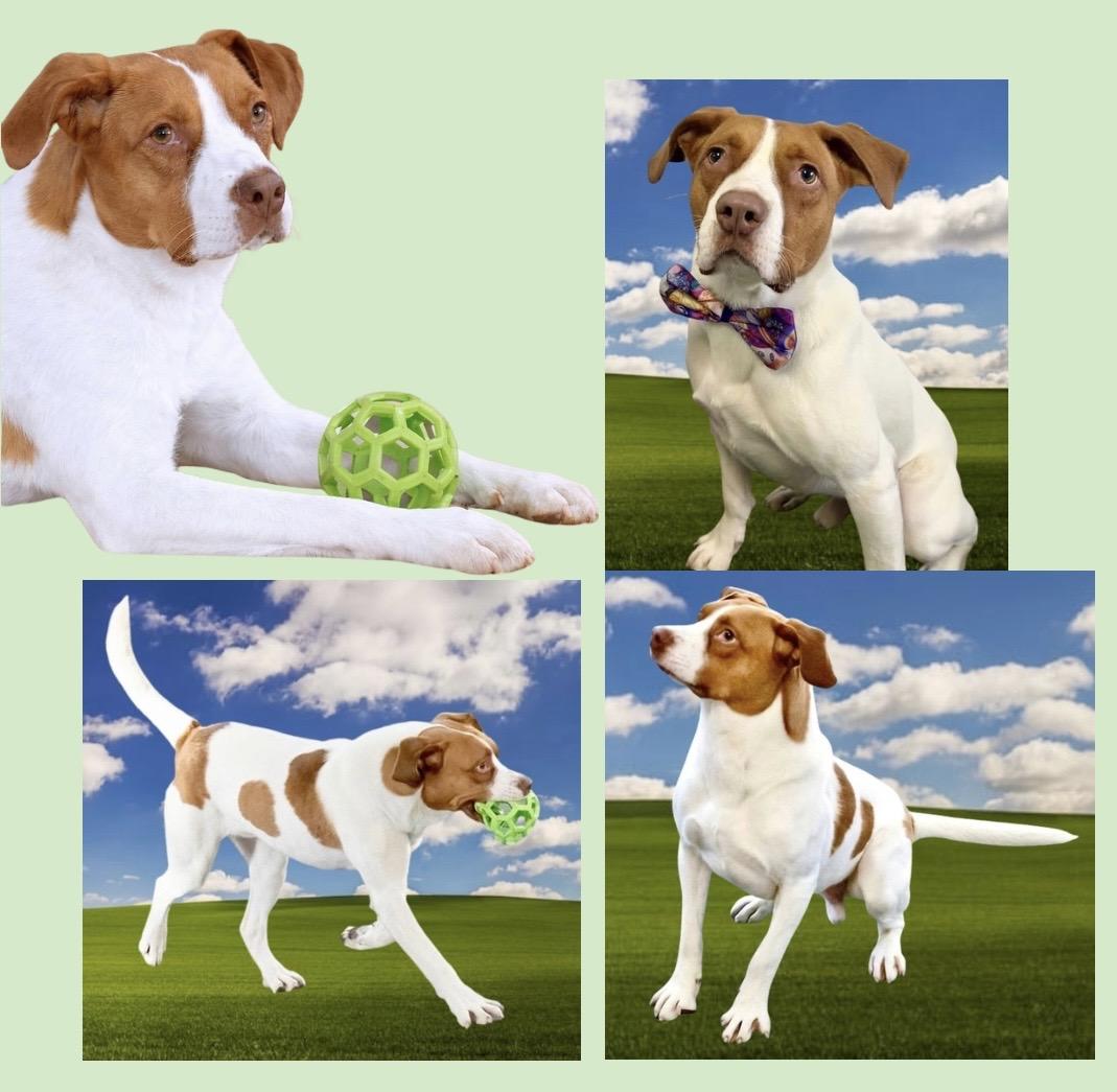 Enlarge Maximillian, a Adoptable Mixed Breed in Westfield, NY image 5/6