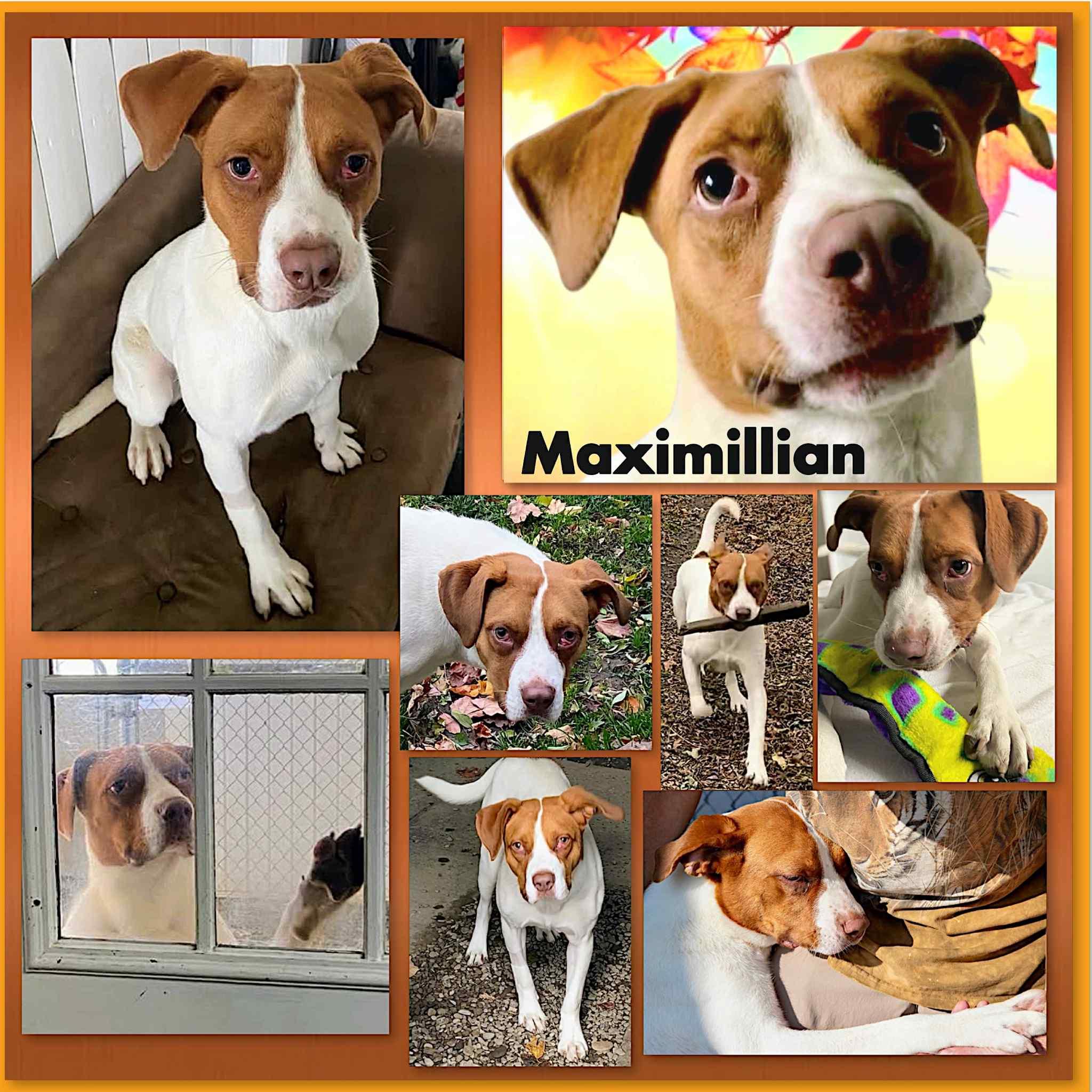 Enlarge Maximillian, a Adoptable Mixed Breed in Westfield, NY image 3/4