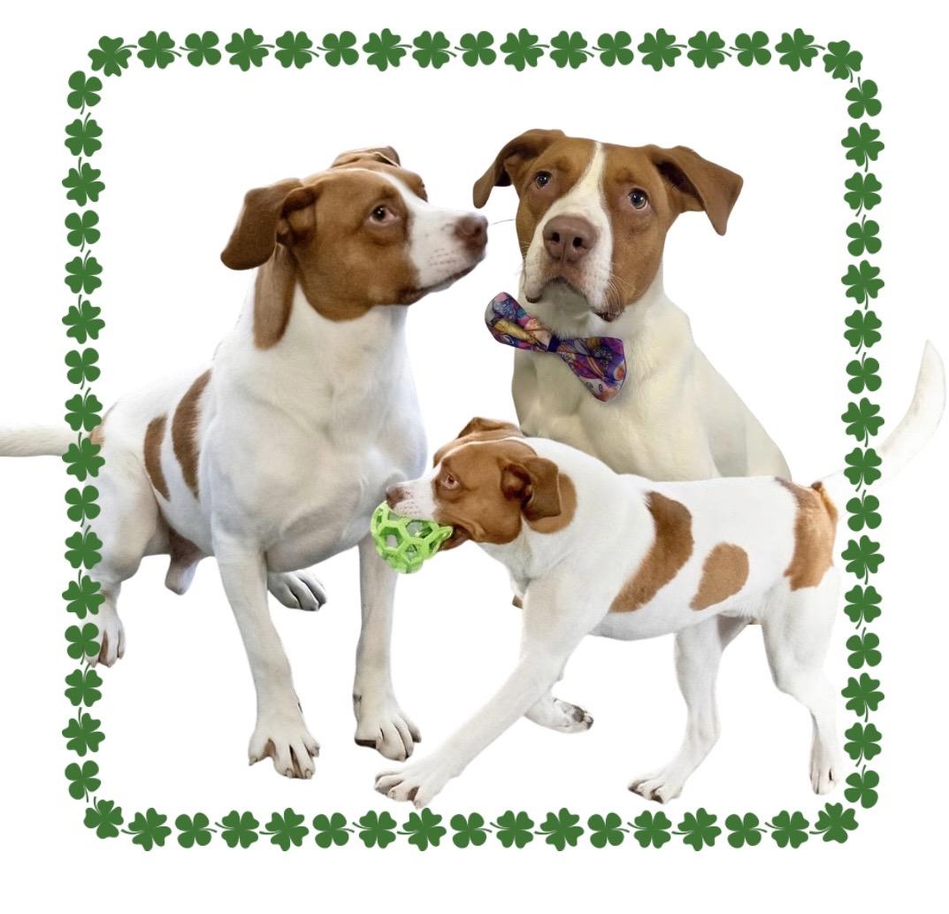 Enlarge Maximillian, a Adoptable Mixed Breed in Westfield, NY image 4/6