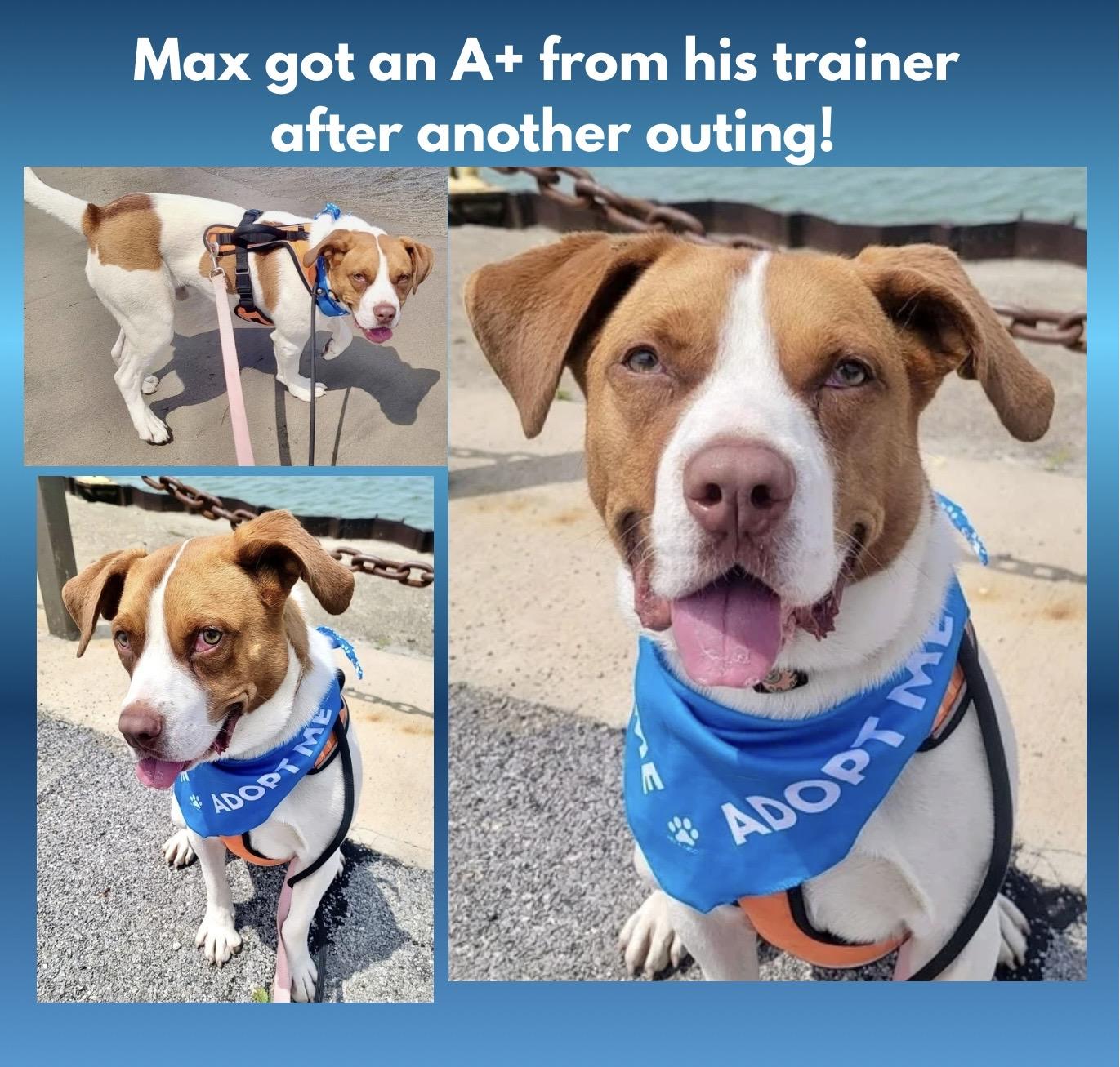 Enlarge Maximillian, a Adoptable Mixed Breed in Westfield, NY image 2/6