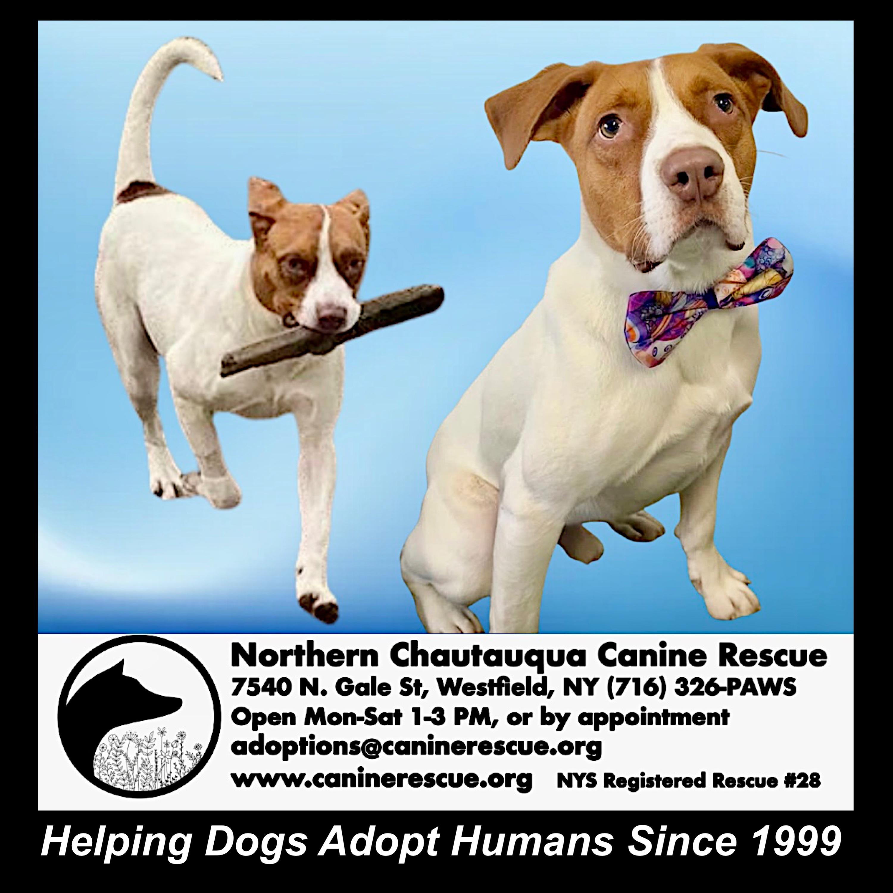 Enlarge Maximillian, a Adoptable Mixed Breed in Westfield, NY image 2/6