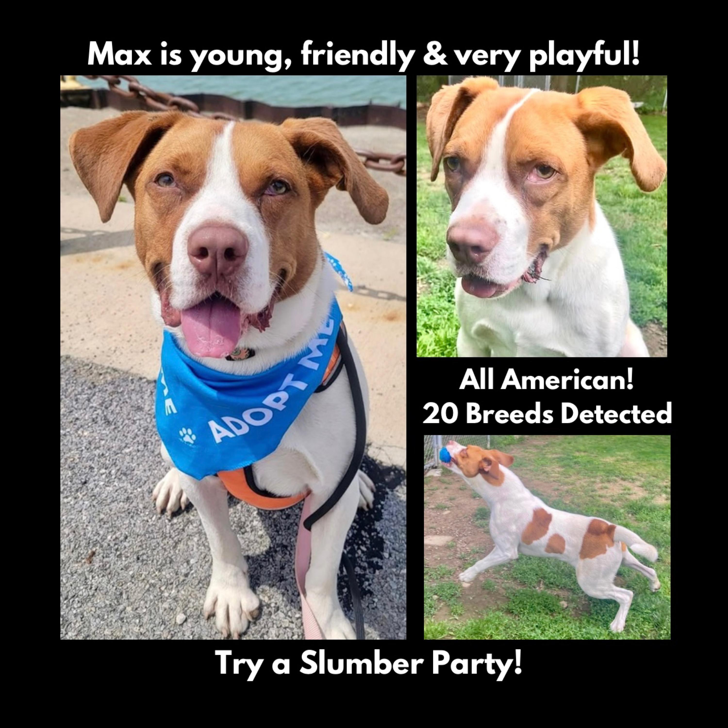 Maximillian, Adoptable, Young Male Mixed Breed.