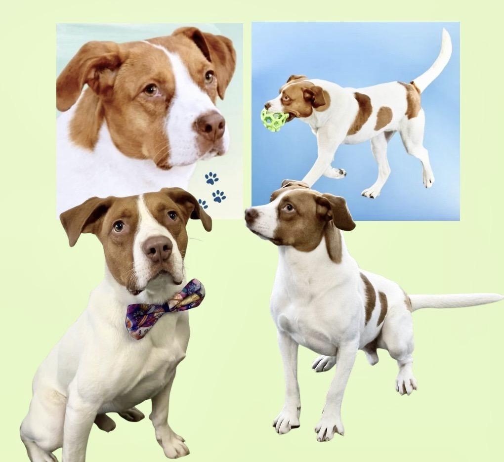 Enlarge Maximillian, a Adoptable Mixed Breed in Westfield, NY image 3/6