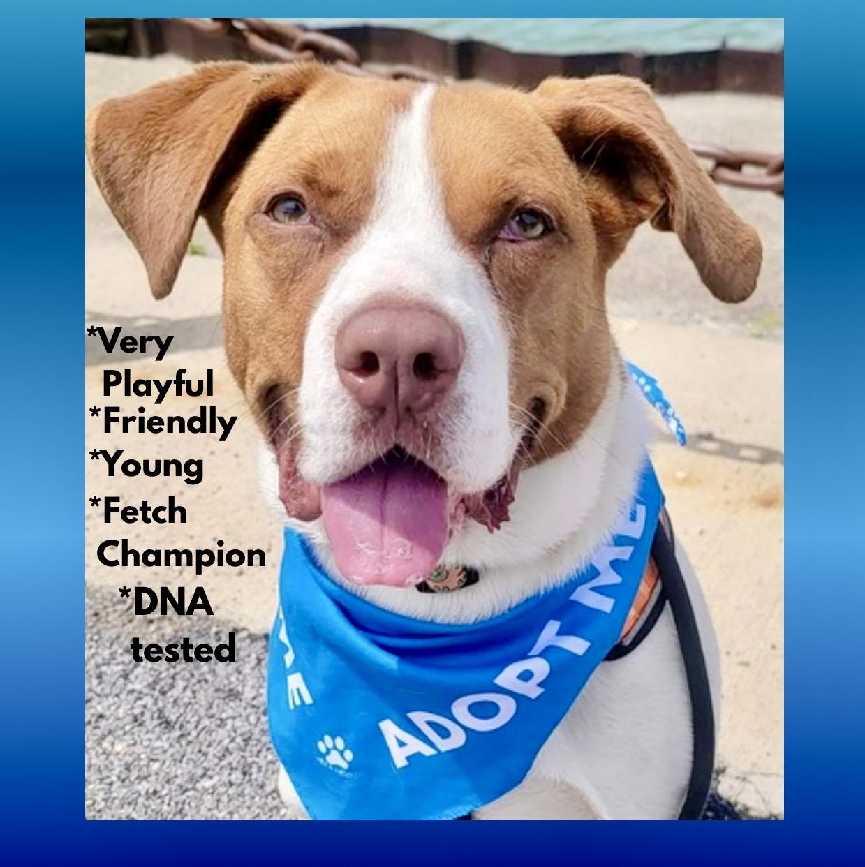 Enlarge Maximillian, a Adoptable Mixed Breed in Westfield, NY image 1/6