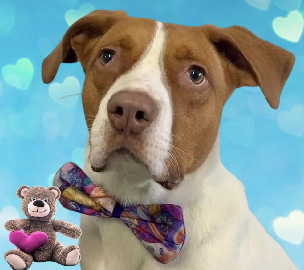 Maximillian, Adoptable, Young Male Mixed Breed.