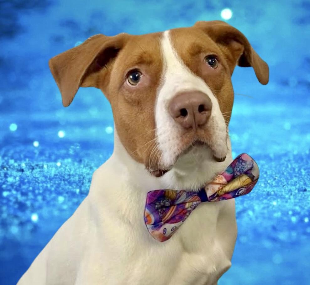 Maximillian, Adoptable, Young Male Mixed Breed.