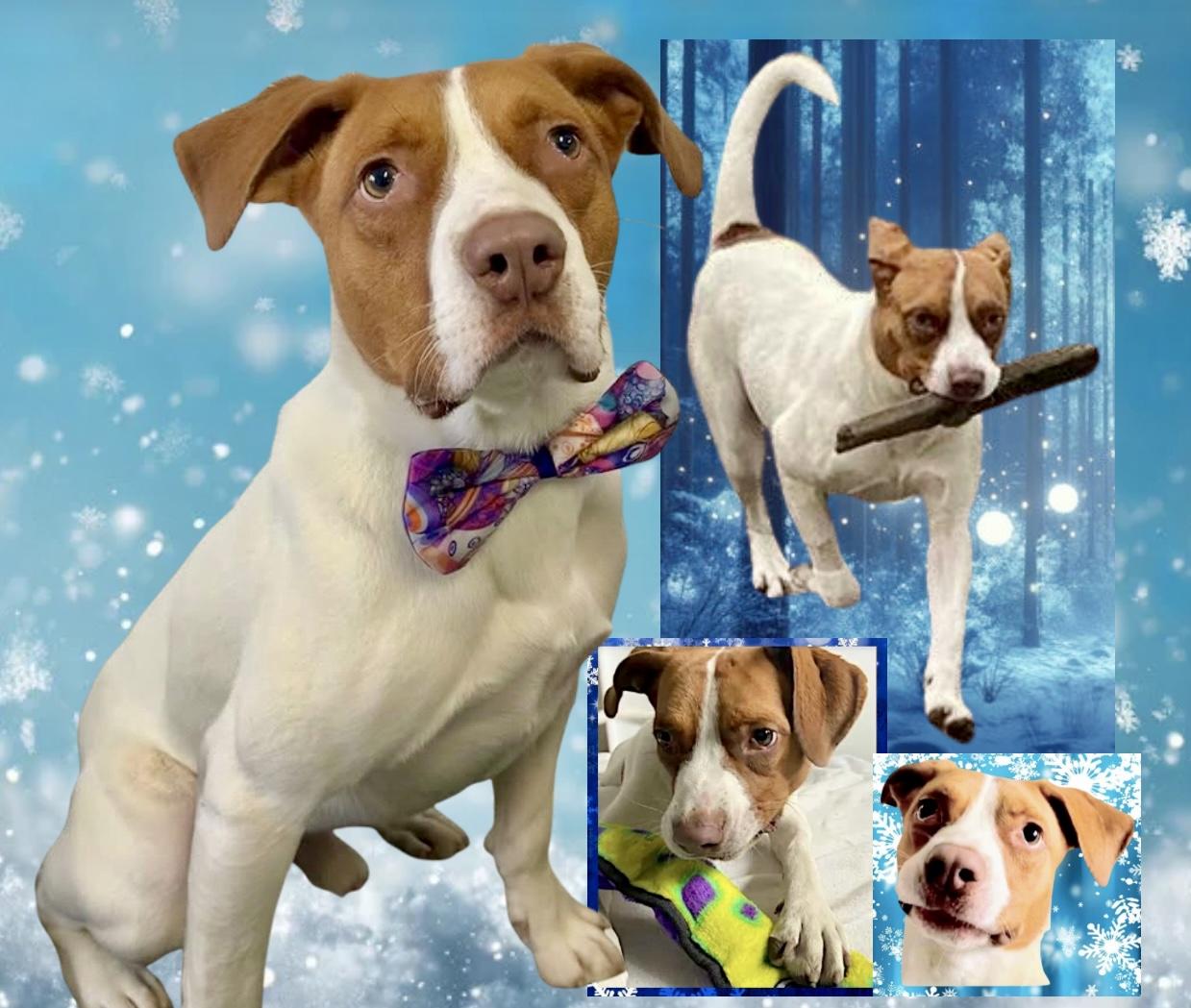 Enlarge Maximillian, a Adoptable Mixed Breed in Westfield, NY image 2/6