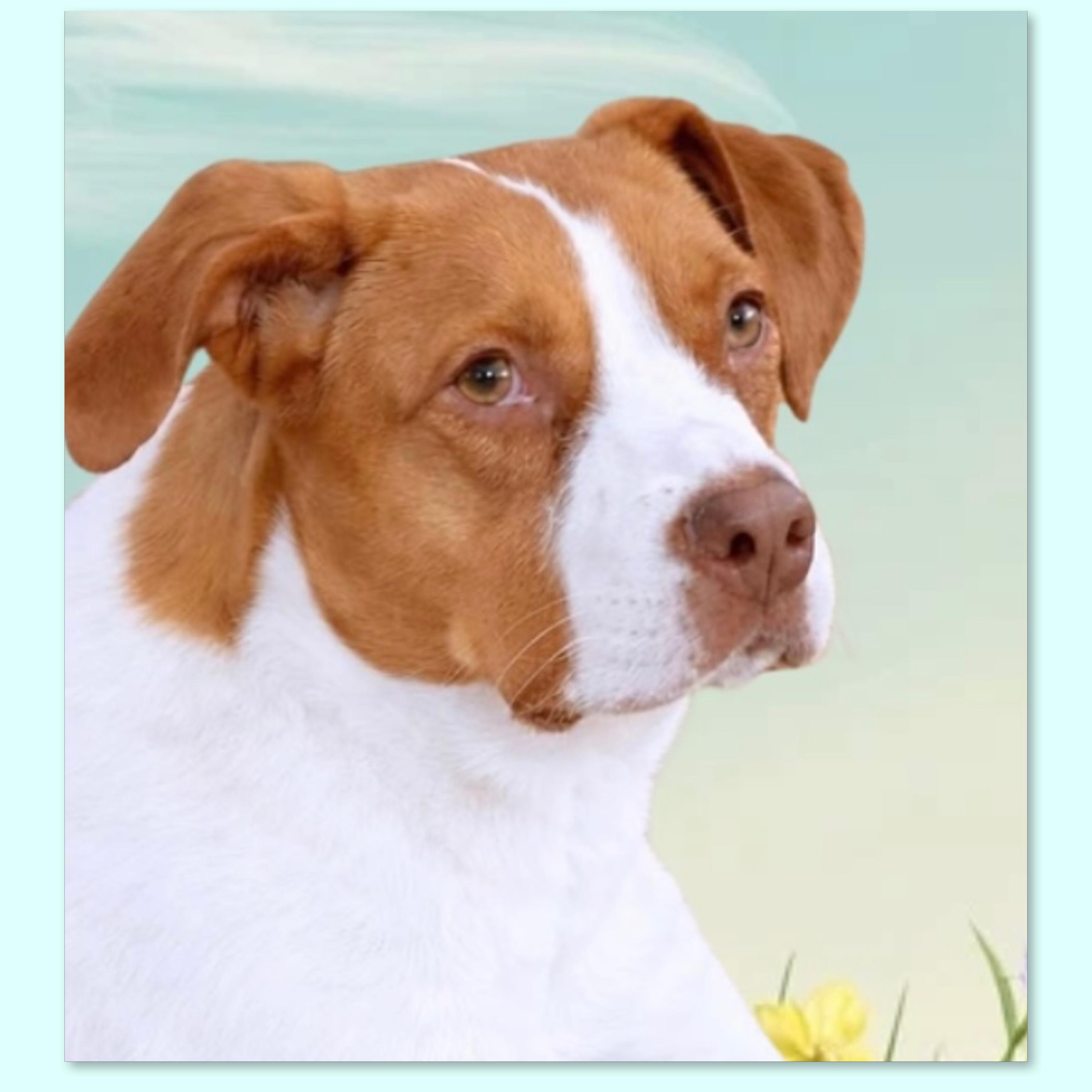 Enlarge Maximillian, a Adoptable Mixed Breed in Westfield, NY image 1/6