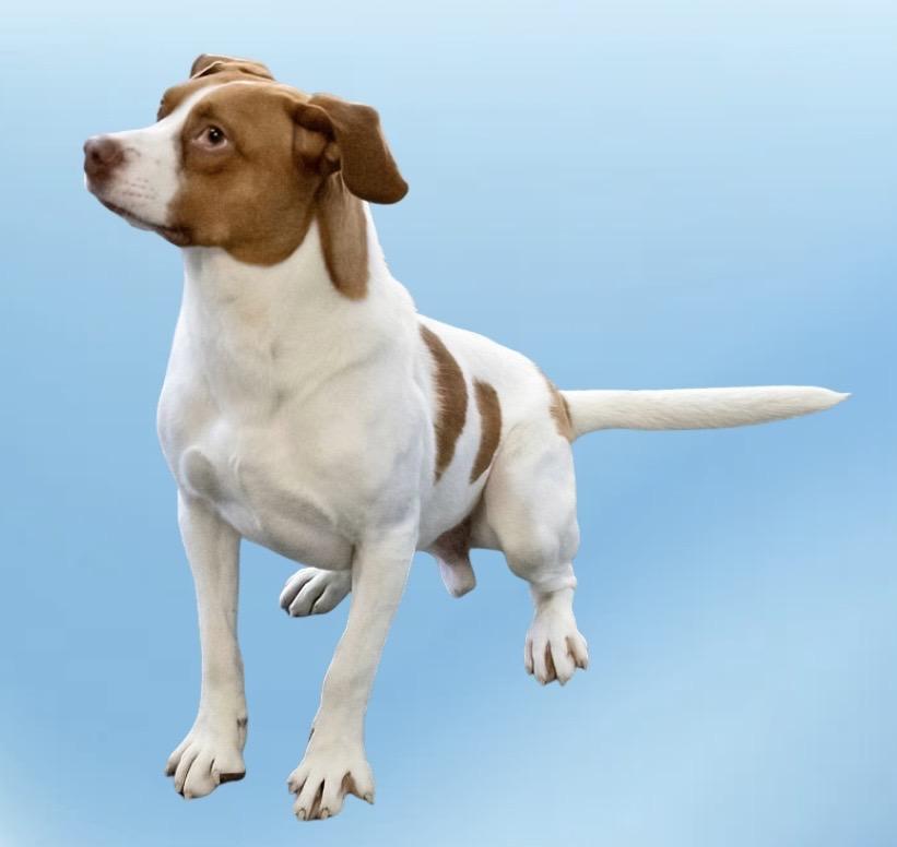 Enlarge Maximillian, a Adoptable Mixed Breed in Westfield, NY image 6/6