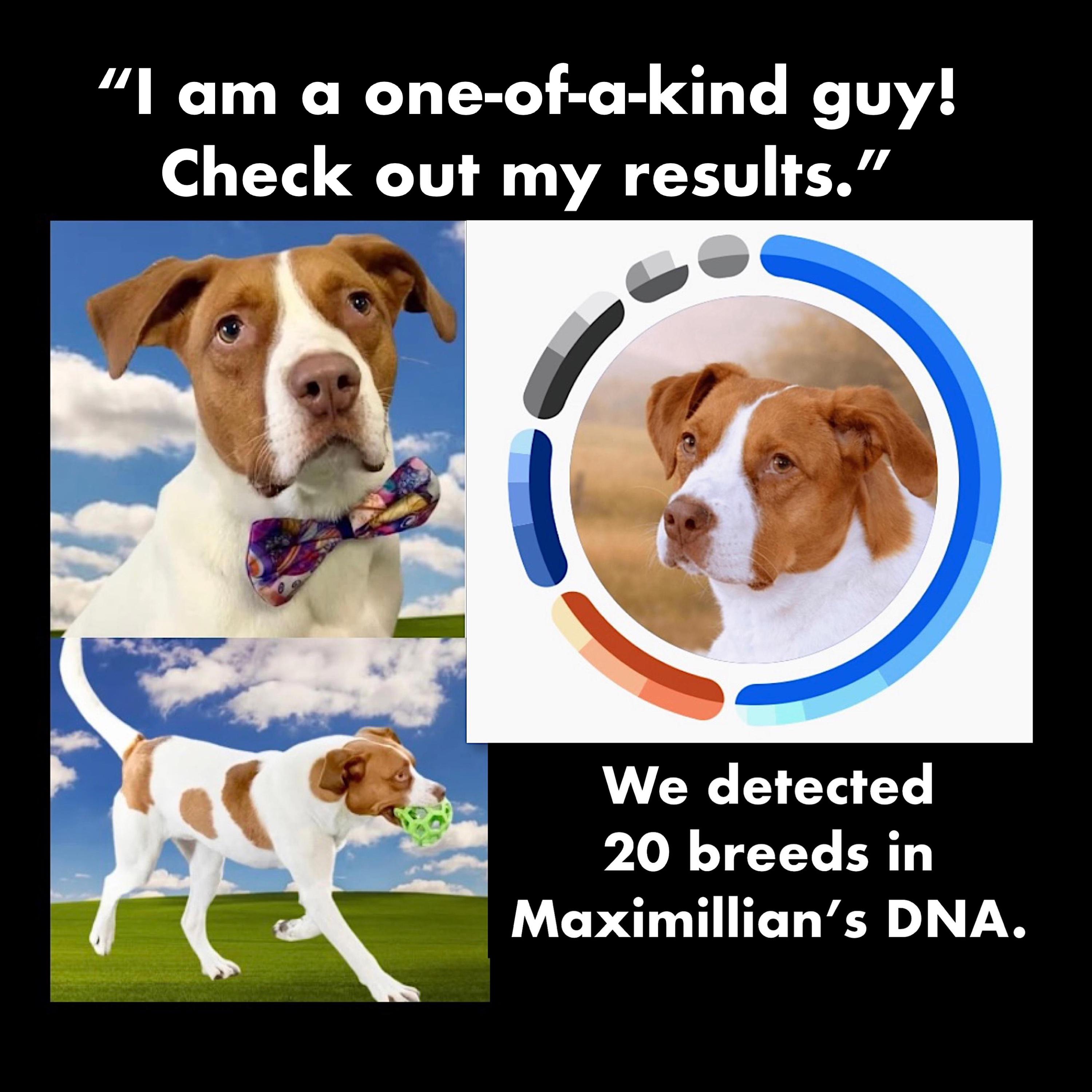 Maximillian, a Adoptable Mixed Breed in Westfield, NY image 1/6
