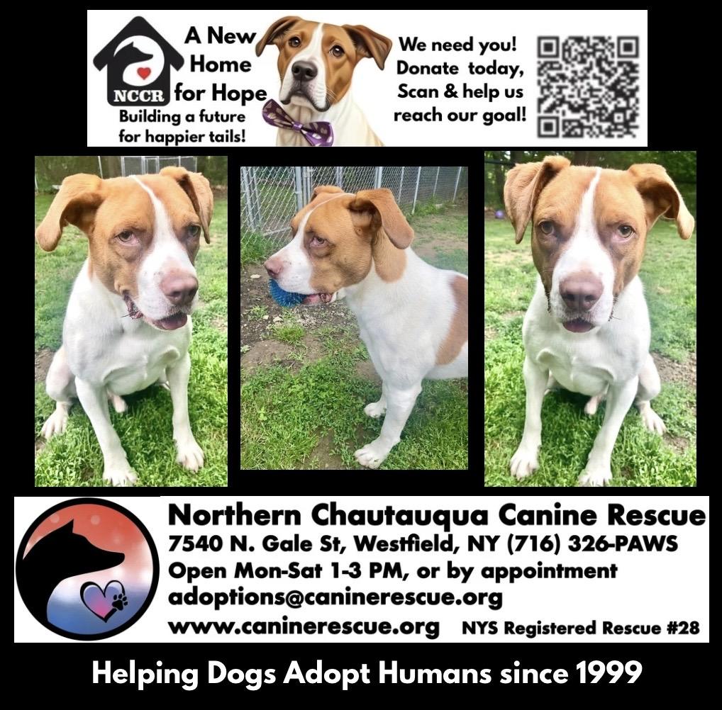 Enlarge Maximillian, a Adoptable Mixed Breed in Westfield, NY image 5/6