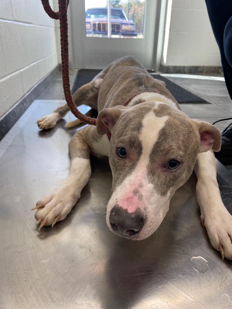 Sterling, Adoptable, Young Male Mixed Breed.