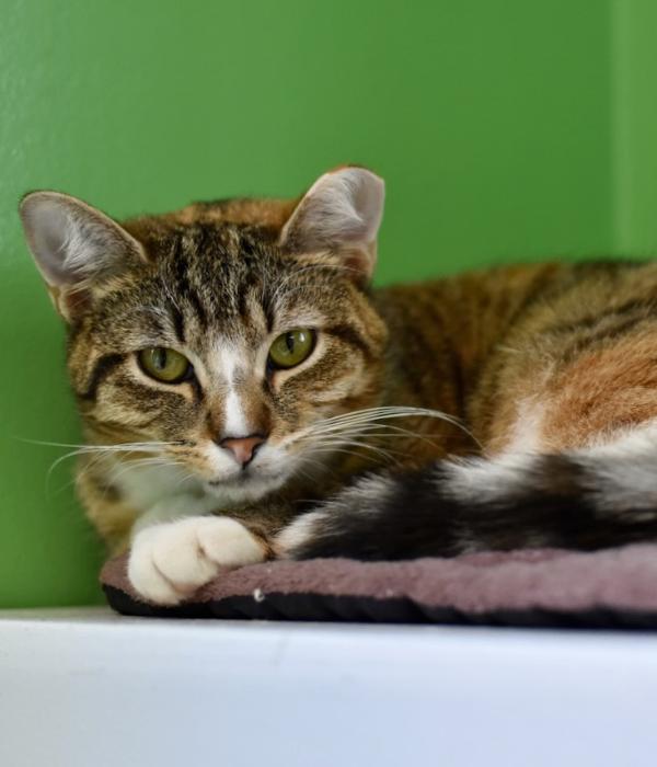 Lovely, Adoptable, Adult Female Domestic Short Hair.