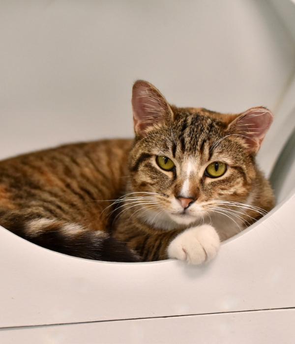 Lovely, a Adoptable Domestic Short Hair in Marietta, GA image 2/6