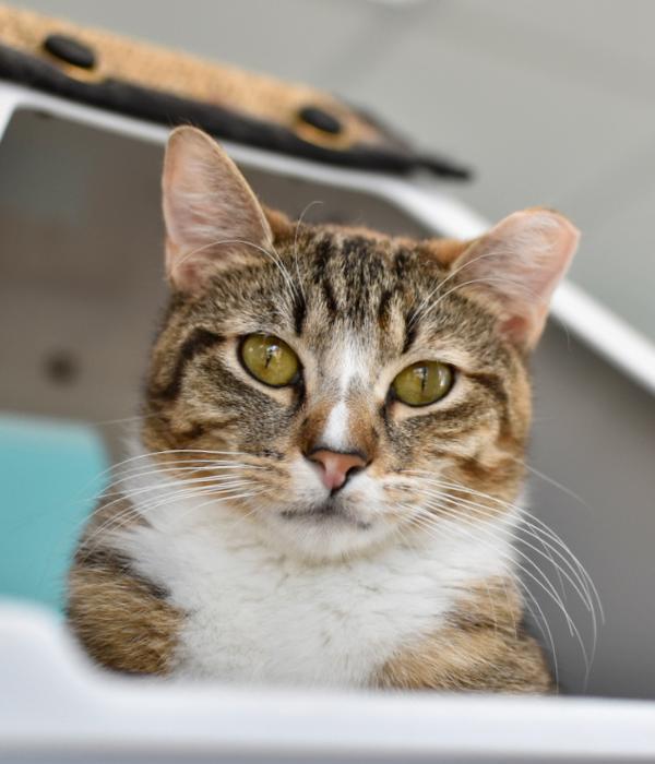 Lovely, a Adoptable Domestic Short Hair in Marietta, GA image 3/6