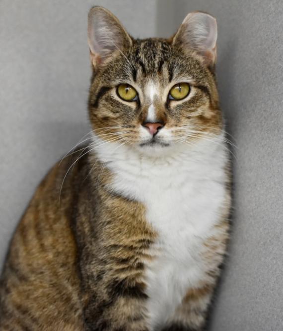 Lovely, a Adoptable Domestic Short Hair in Marietta, GA image 4/6