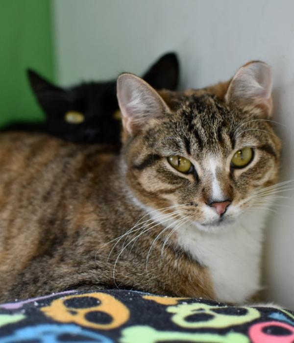 Lovely, a Adoptable Domestic Short Hair in Marietta, GA image 5/6