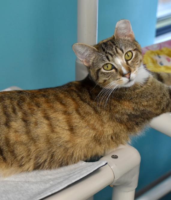 Enlarge Lovely, a Adoptable Domestic Short Hair in Marietta, GA image 5/6