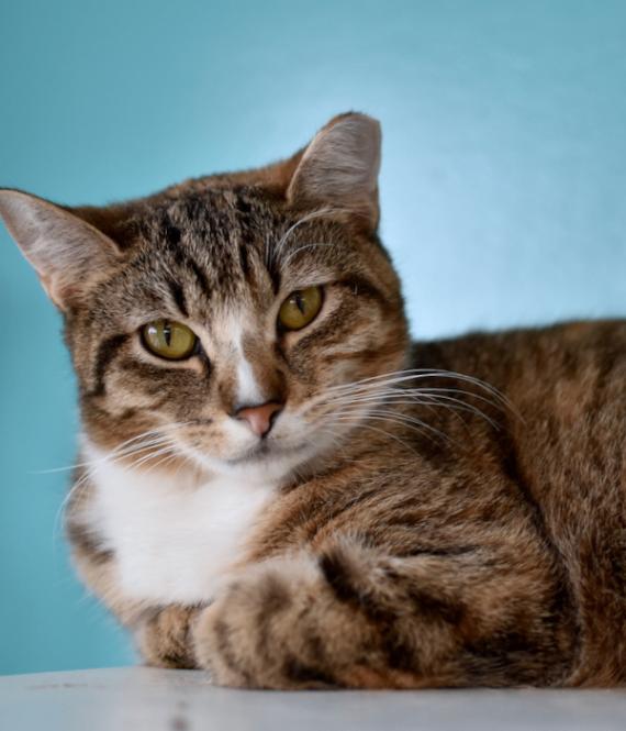 Lovely, a Adoptable Domestic Short Hair in Marietta, GA image 6/6