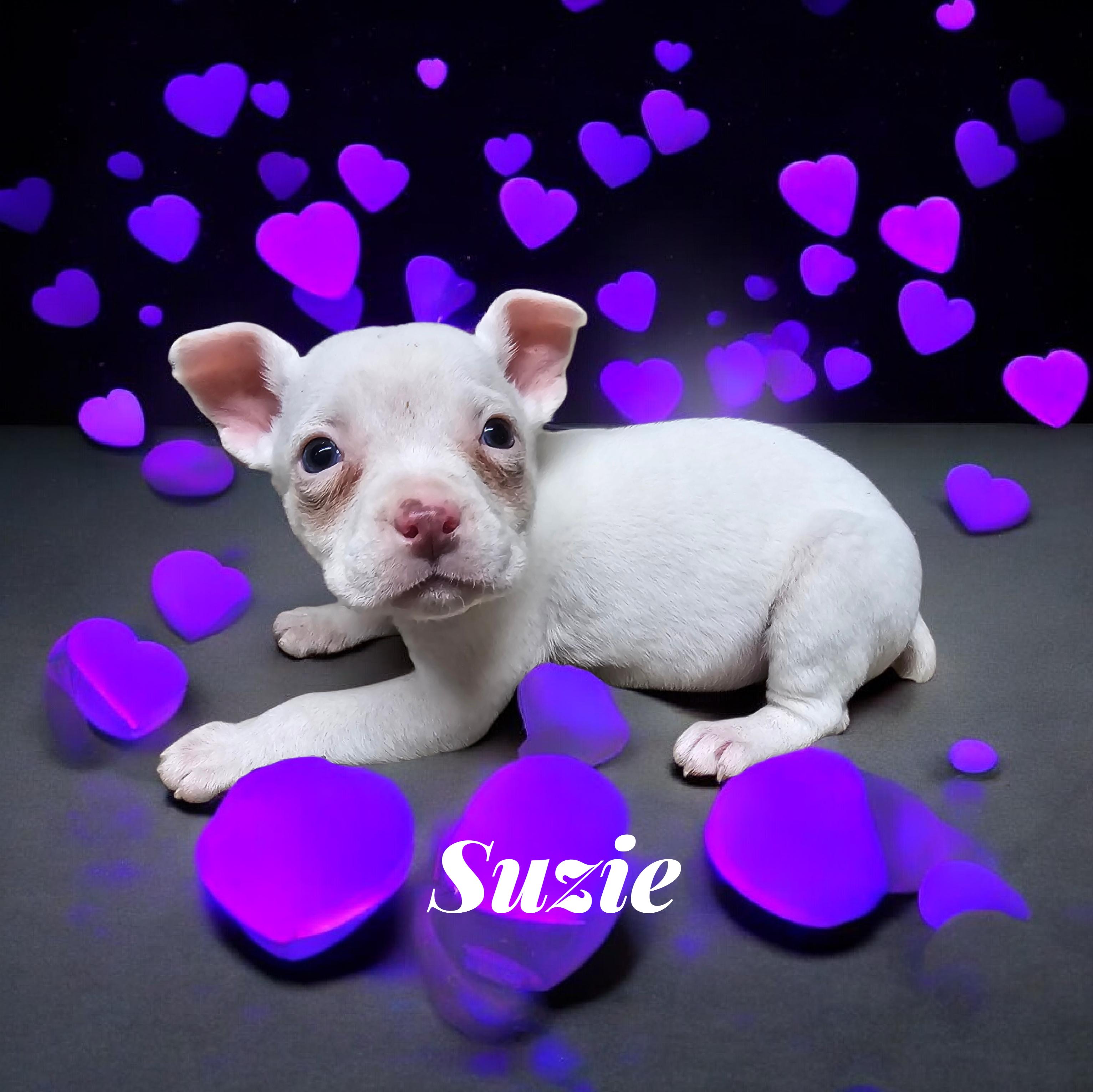 Suzie, ADOPTABLE, Puppy Female Boxer.