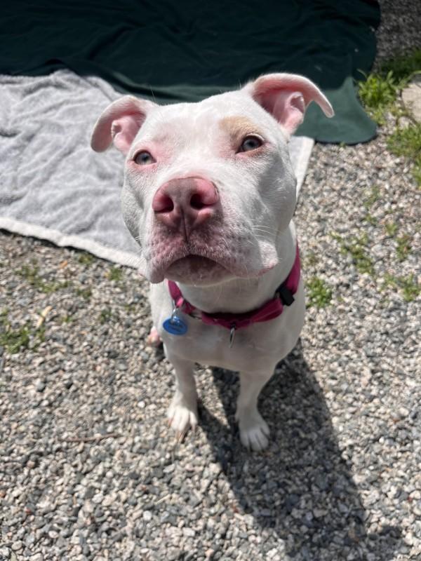Lila, Adoptable, Young Female American Bulldog.