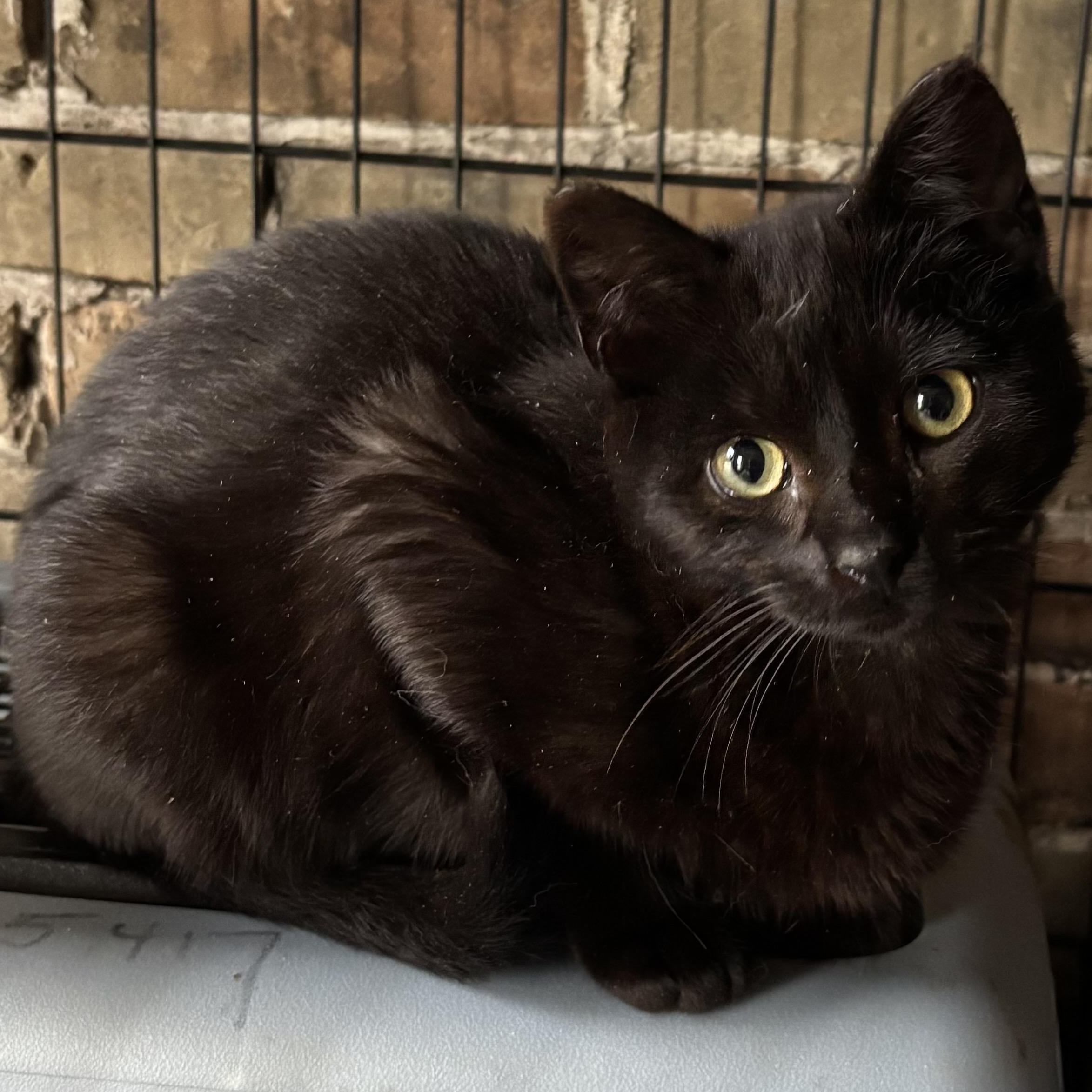 Page & Dewey--Bonded Boys, a Adoptable mixed breed in Fair Haven, VT image 3/3