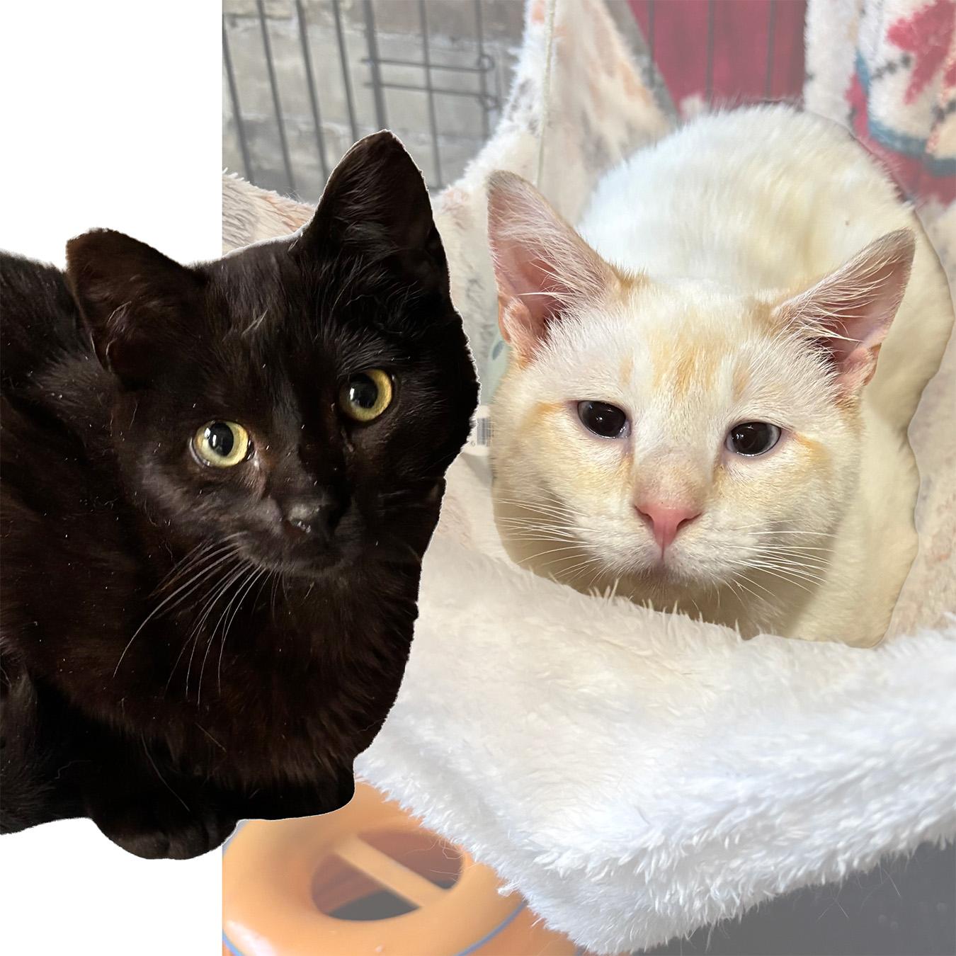 Page & Dewey--Bonded Boys, adopted, Kitten Male Domestic Short Hair & Siamese.