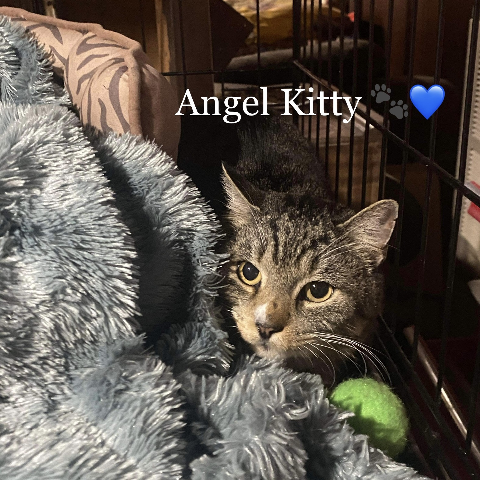 Enlarge Angel Kitty, a Adoptable Domestic Short Hair in Manchester, CT image 5/5
