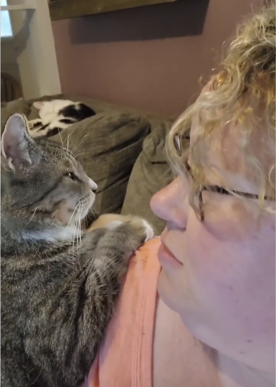 Angel Kitty, Adoptable, Adult Male Domestic Short Hair.