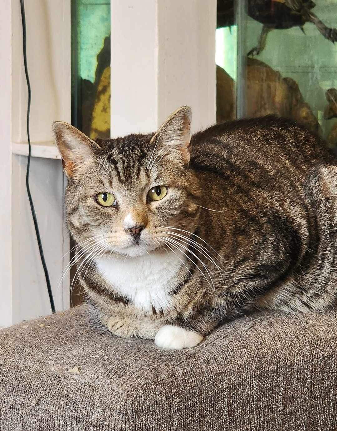 Enlarge Angel Kitty, a Adoptable Domestic Short Hair in Manchester, CT image 2/5