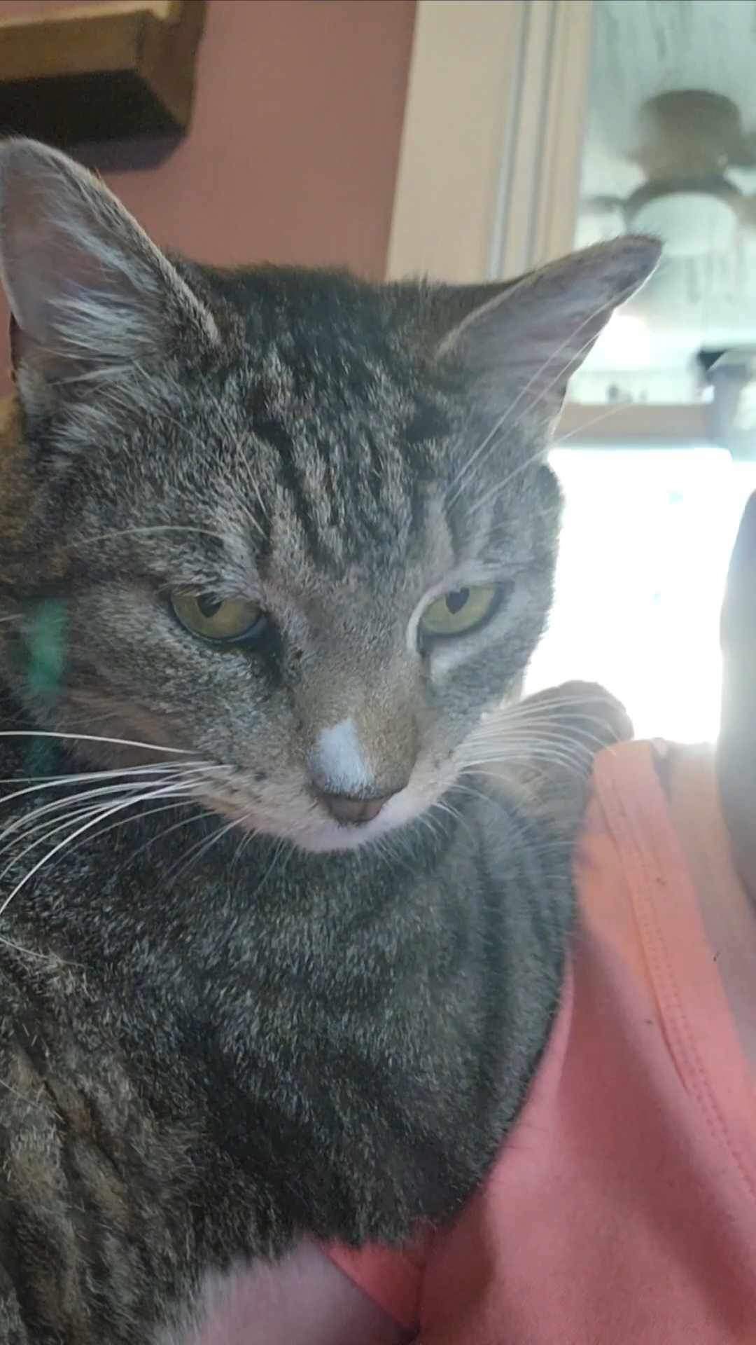 Enlarge Angel Kitty, a Adoptable Domestic Short Hair in Manchester, CT image 4/5