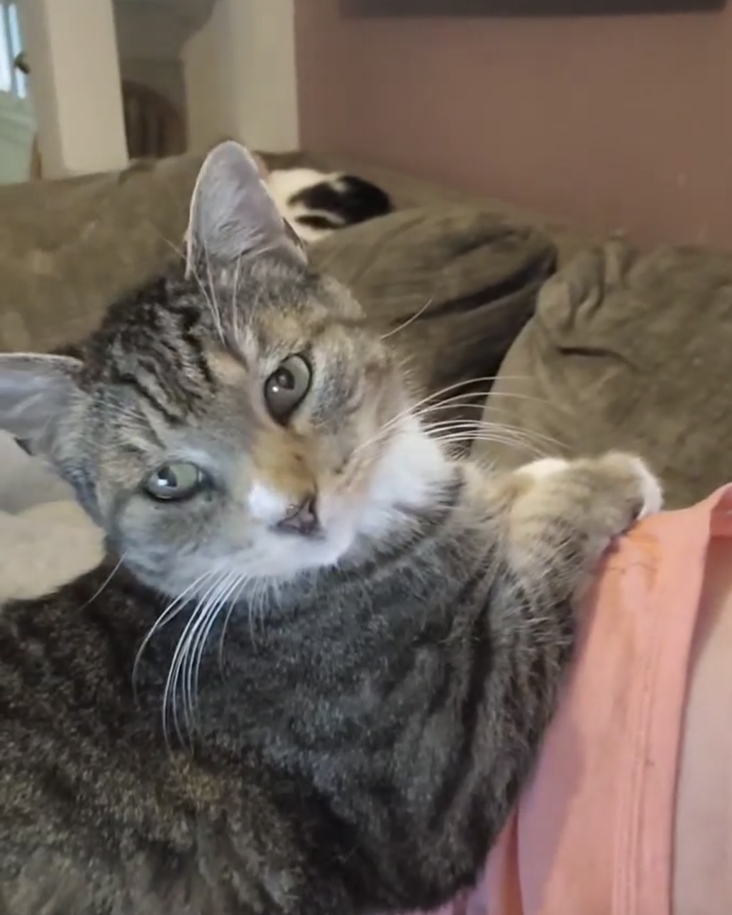 Enlarge Angel Kitty, a Adoptable Domestic Short Hair in Manchester, CT image 3/5