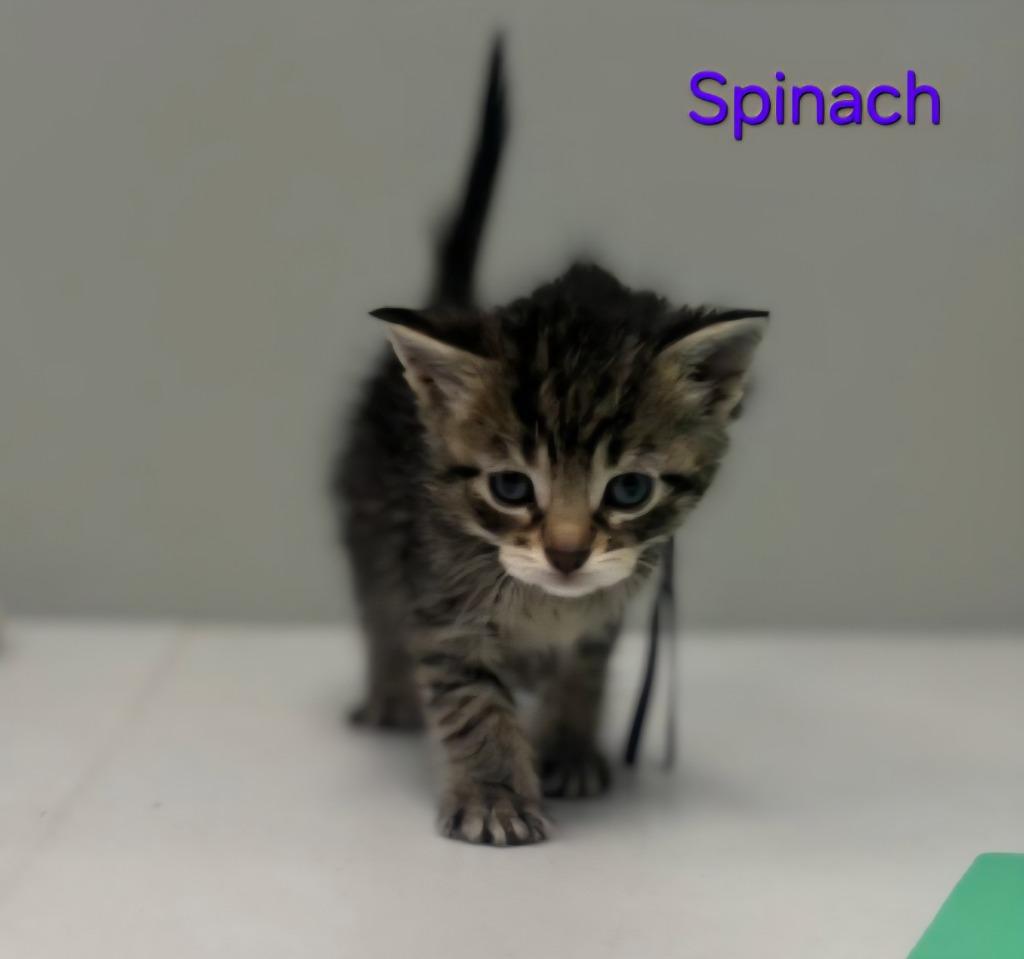 Spinach, Adoptable, Kitten Female Domestic Short Hair.