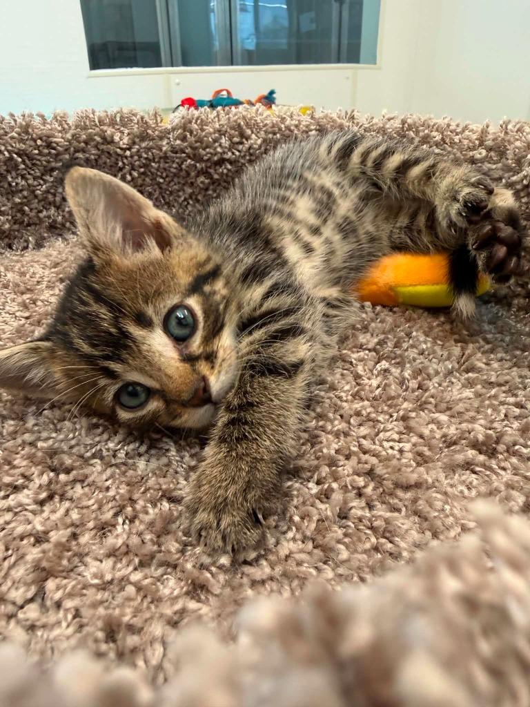 Enlarge Spinach, a Adoptable mixed breed in Viroqua, WI image 2/2