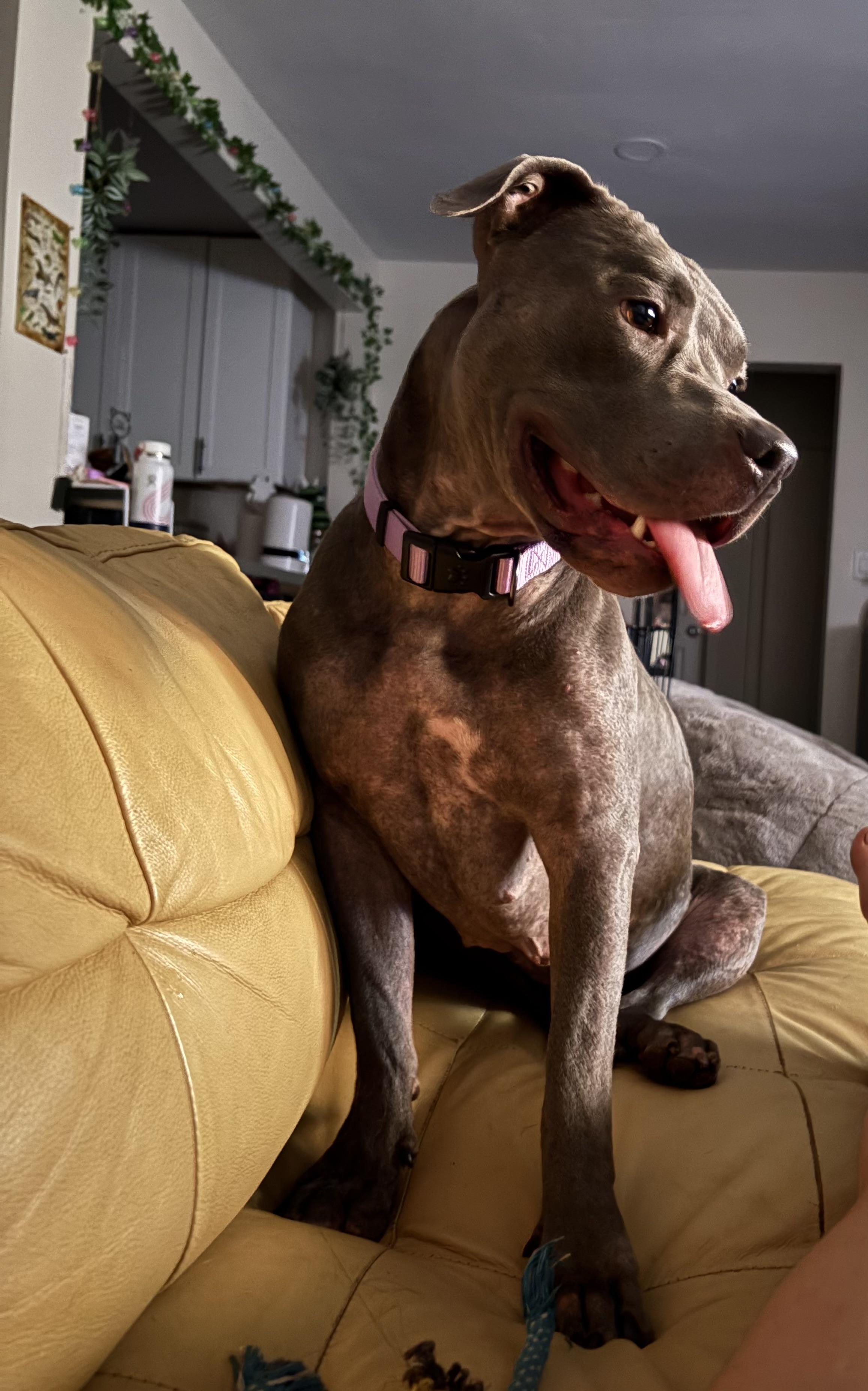 Enlarge Jewel, a Adoptable Pit Bull Terrier in Murrieta, CA image 3/6