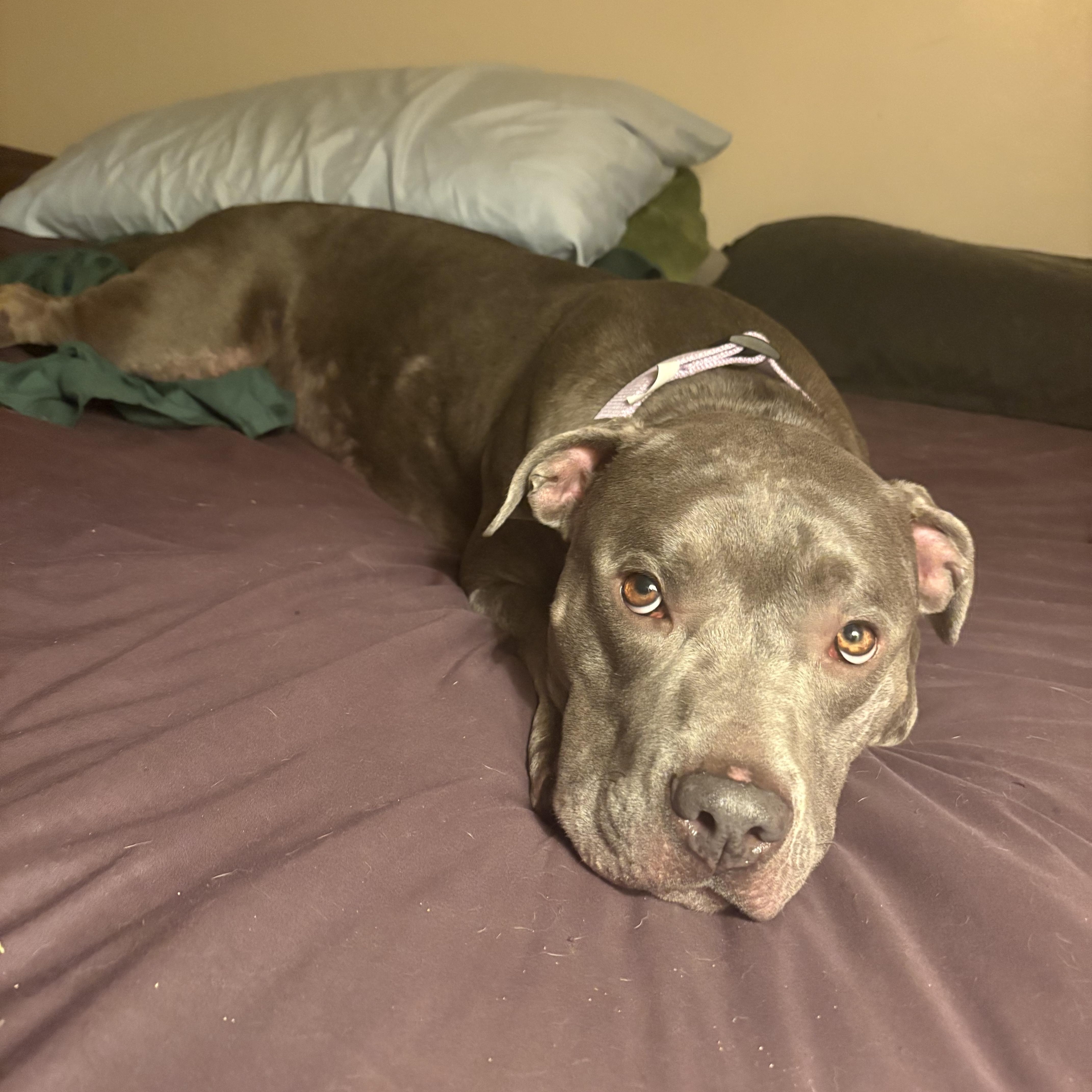 Enlarge Jewel, a Adoptable Pit Bull Terrier in Murrieta, CA image 2/6
