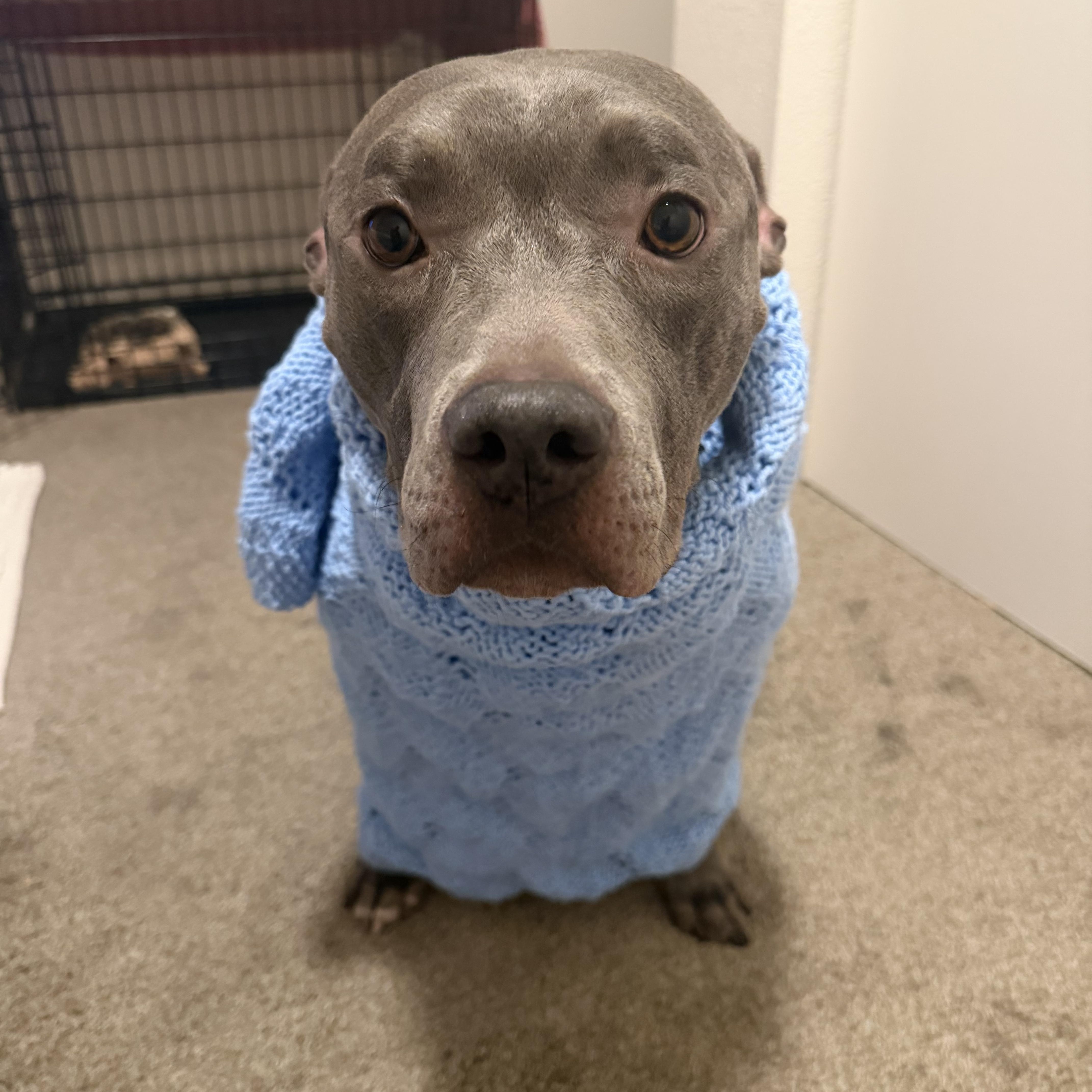 Enlarge Jewel, a Adoptable Pit Bull Terrier in Murrieta, CA image 1/6