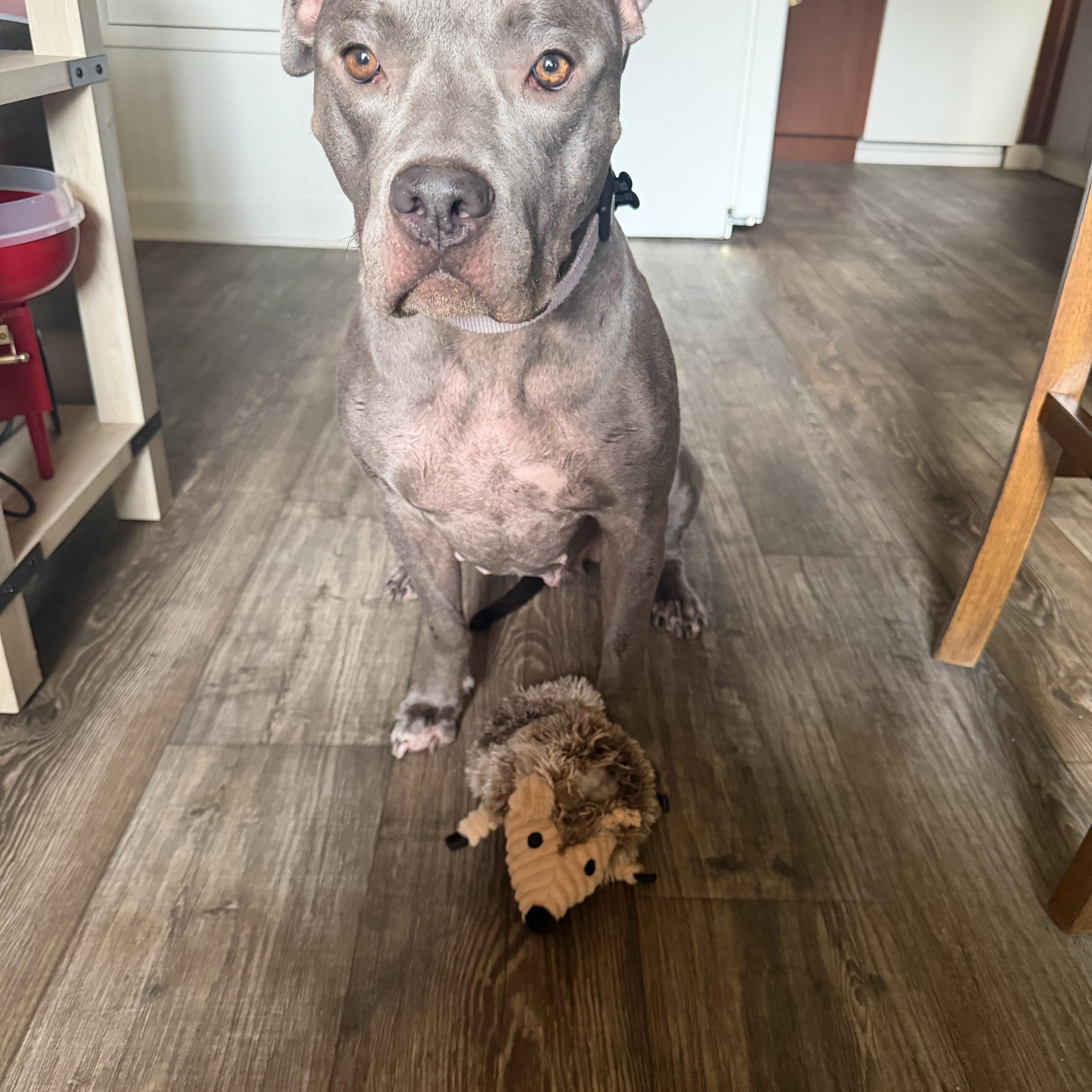 Enlarge Jewel, a Adoptable Pit Bull Terrier in Murrieta, CA image 6/6